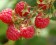 red-raspberries-636